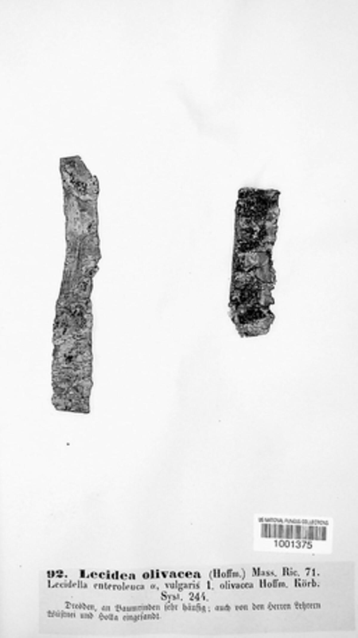 Solenopsora olivacea image